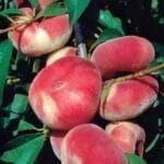 Kaake Peach 1000g